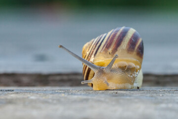 grove snail, brown-lipped snail, Lemon snail (Cepaea nemoralis)