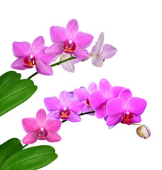 Fototapeta na wymiar Pink orchid isolated on transparent background, PNG.