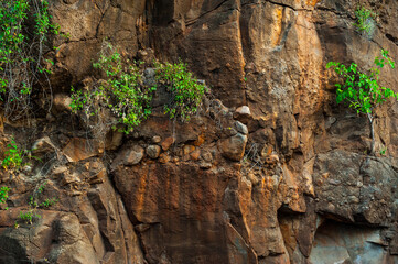 Rocky wall with vegetation