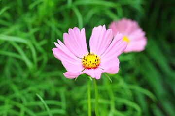 Fototapeta premium Pink Cosmos flower, sweet background, blurry flower background, light pink and deep pink cosmos