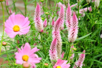 Close up view of chicken's comb flower (celosia)