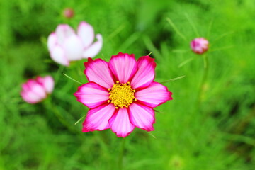 Pink Cosmos flower, sweet background, blurry flower background, light pink and deep pink cosmos