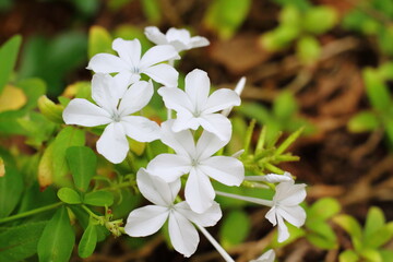 Plumbago auriculata white flowering tropical plant in a garden