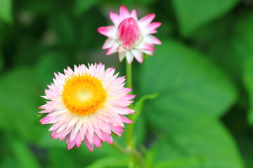 Close up of a Beautiful Pink Strawflower in a garden