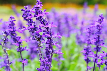 Obraz premium Blue Salvia in a garden