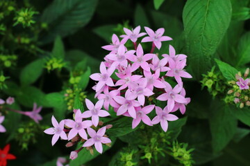 Image of beautiful pink pentas flowers in bloom in  a garden