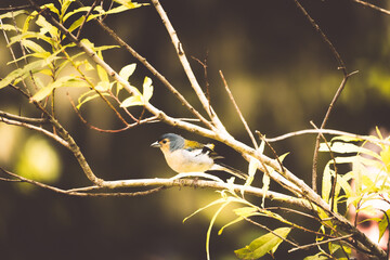 Male Madeira Chaffinch 1