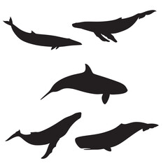 Giant Sea Whales Silhouette Vector
