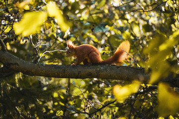 Squirrel 1