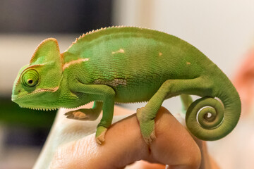 Beautiful young Yemen chameleon with curled tail on one hand