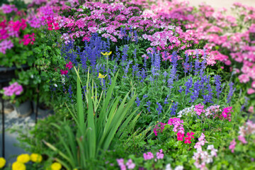 Botanical garden green branches of plant pot
