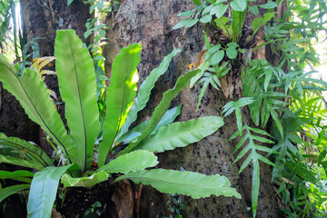 Botanical garden green branches of plant pot