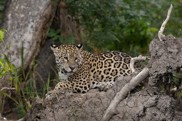 Jaguar resting and  looking over shoulder towards camera 