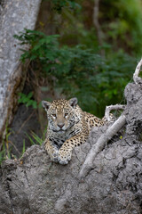 Jaguar lying at the base of a fallen tree