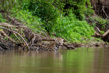 Jaguar standing in the Cuiaba River, Pantanal
