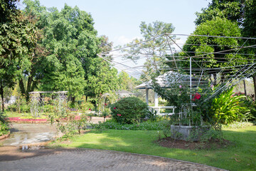 Botanical garden green branches of plant pot