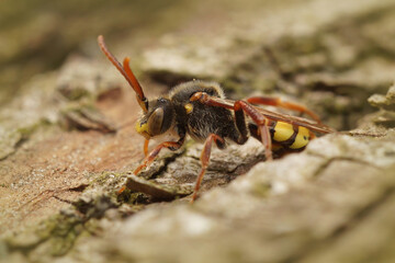 Closeup on a colorful male Panzer's Nomada bee, Nomada panzeri sitting on wood