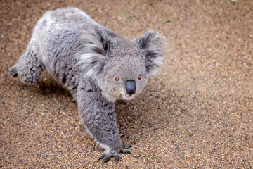 Cute Koala Bear walking on sandy ground towards camera