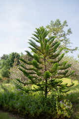 Botanical garden green branches of plant pot