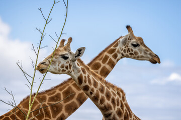 Close of Giraffe head and neck feeding on tall branch with second Giraffe crossing behind