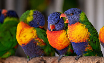Close up of group of colourful Rainbow Lorikeets - one with beak open