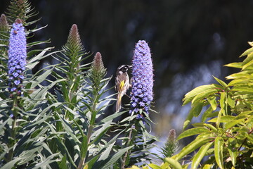New Holland Honeyeater (Phylidonyris novaehollandiae) feeding at Phillip Island, Victoria,...