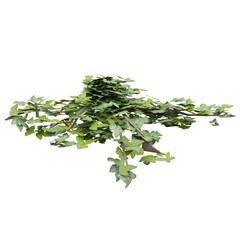Climbing plants ivy isolated on white background 3d illustration