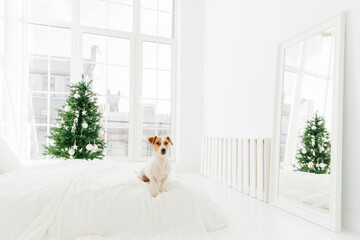 Indoor shot of cute white and brown puppy poses on bed in bedroom, enjoys cozy domestic atmosphere during winter time, decorated Christmas tree in background