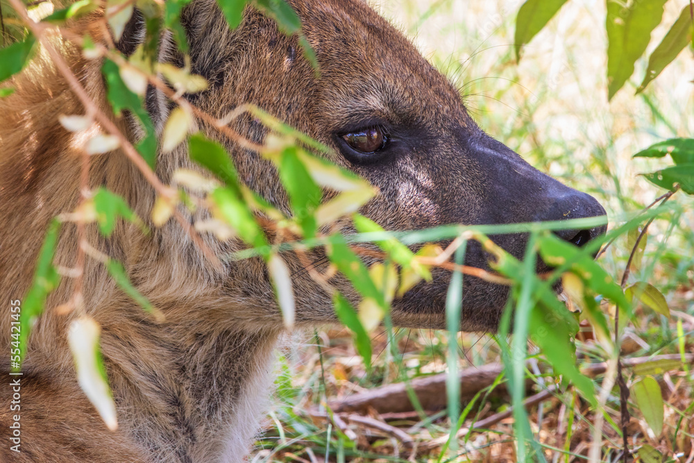 Poster Resting hyena in the shade