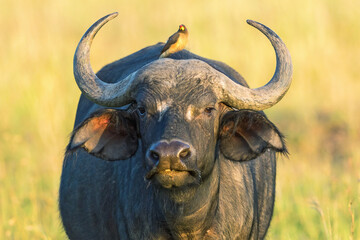 African Buffalo with a Oxpecker