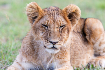 Obraz na płótnie Canvas Sleeping lion cub in the grass