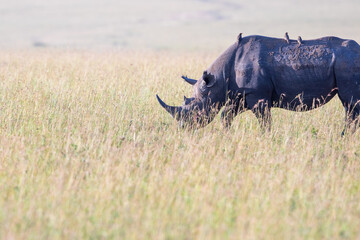 Obraz premium Black Rhino on the savanna at Maasai Mara national reserve