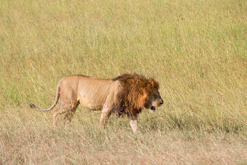 Obraz premium Male lion in the grass on the savannah
