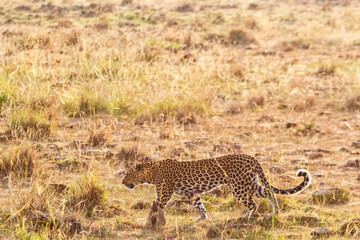 Wild Leopard at the savannah in backlight