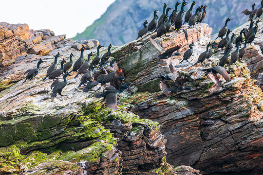 European shags on a rock in the coast