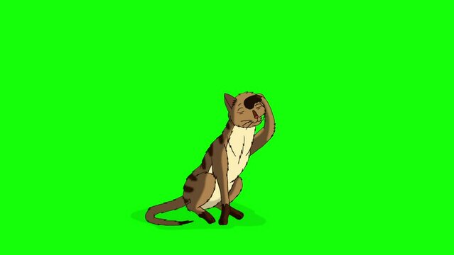Red Tabby Cat licking its Paw chroma key HD