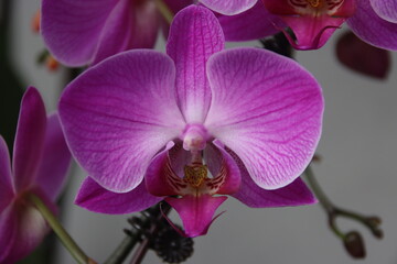 Naklejka na ściany i meble Close-up of an Orchid flower, Singapore.
