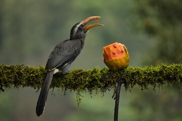 Most Beautiful Malabar grey hornbill having fruits with beautiful background at Coorg,Karnataka,India
