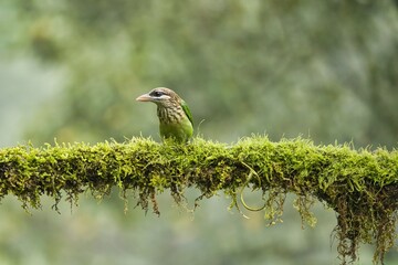 White-cheeked (small green) Barbet having fruits as food. Amazing photo  with good background. Best to watch when birds feed on their food
