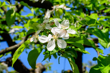 Close up of a branch with delicate white apple tree flowers in full bloom with blurred background in a garden in a sunny spring day, beautiful Japanese cherry blossoms floral background, sakura