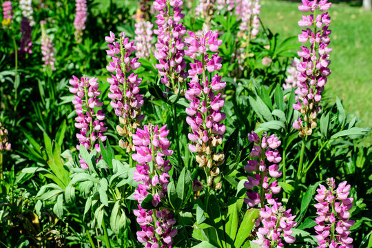 Many vivid pink flowers of Lupinus, commonly known as lupin or lupine, in full bloom and green grass in a sunny spring garden, beautiful outdoor floral background © Cristina Ionescu