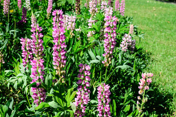 Obraz premium Many vivid pink flowers of Lupinus, commonly known as lupin or lupine, in full bloom and green grass in a sunny spring garden, beautiful outdoor floral background