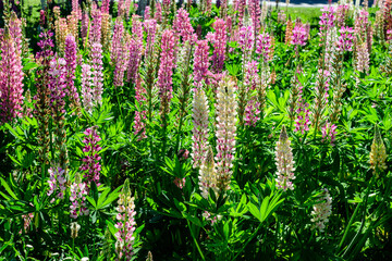 Many vivid pink flowers of Lupinus, commonly known as lupin or lupine, in full bloom and green grass in a sunny spring garden, beautiful outdoor floral background