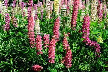 Many vivid pink flowers of Lupinus, commonly known as lupin or lupine, in full bloom and green grass in a sunny spring garden, beautiful outdoor floral background