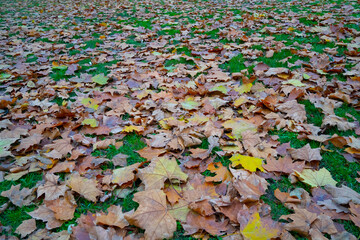 Autumn Leaves on Grass