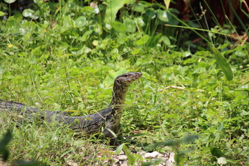 Asian Water Monitor (Varanus salvator), Gardens by the Bay, Singapore.