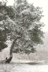 tree in the snow