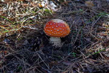 Fly agaric mushroom with red hat growing in a forest
