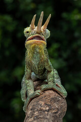 Jackson’s chameleon (Trioceros jacksonii) on tree branch.