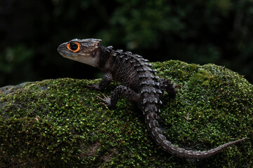 Red-eyed Crocodile Skink (Tribolonotus gracilis) on mossy wood.